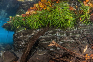 Plants in River,Las Estacas Mexico by Alejandro Topete 